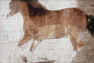 Museum Quality Photographic Art - Fresco I 2012 48 x 32 inches (121.92 x 81.28 cm) Tonka taught me that when a horse steals your heart ... its just to make it bigger.