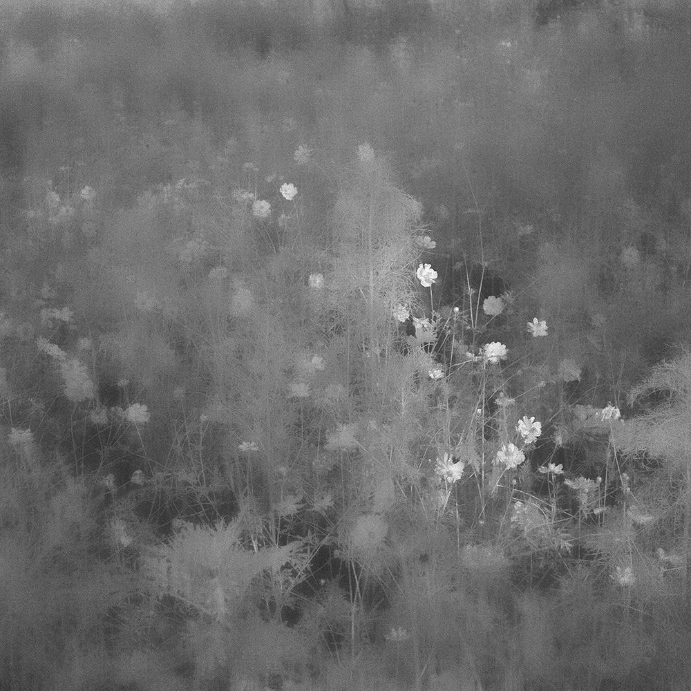 TOSHIYA WATANABE PHOTOGRAPHY -