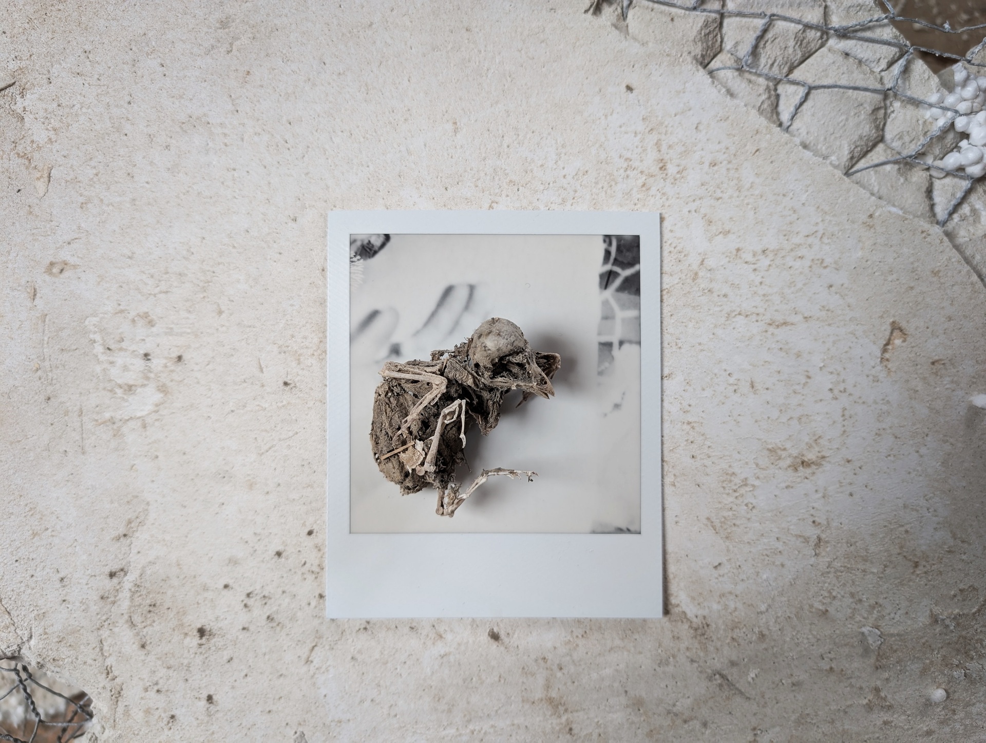 decay
