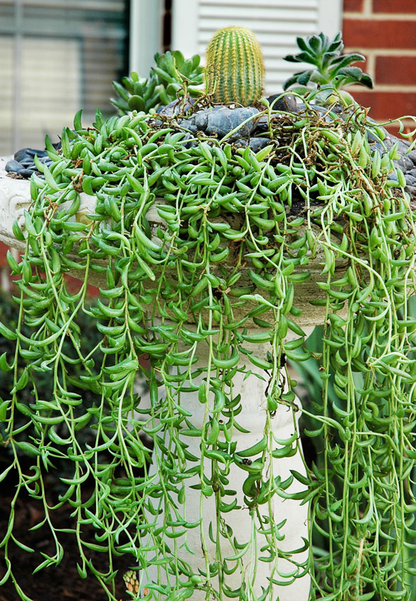 Hanging String of Bananas Succulent Plant