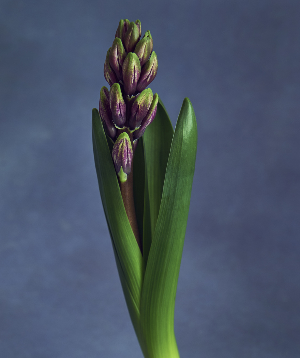 佐藤潤四郎・ルーマー杯・写実的ブドウ枝葉のマーク 000000000845_4QUDeDu.jpg